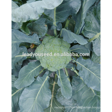 MBR01 Bizhu 58 days f1 hybrid chinese broccoli seeds for planting